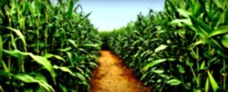 Maize